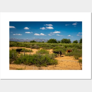 Criollo Cattle on the Open Range Posters and Art